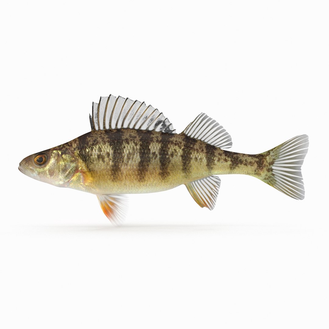 3D yellow perch - TurboSquid 1171474
