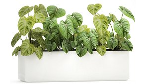 Houseplants in a pot for the interior 892