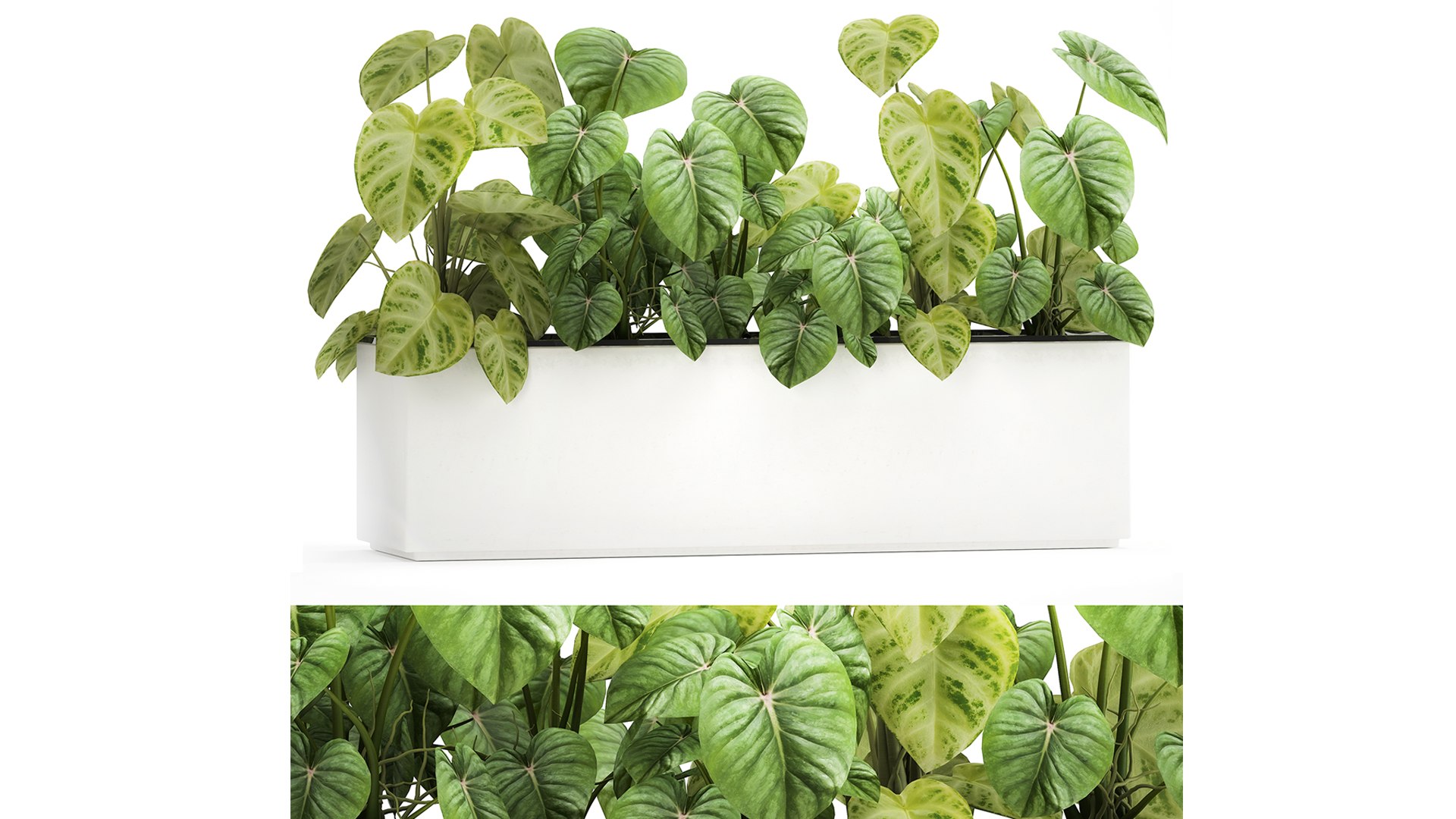 3D plants interior pots model https://p.turbosquid.com/ts-thumb/0W/zwT65R/AU/1philodendron2503202105/jpg/1616764311/1920x1080/fit_q87/aeb7a8b9f0150aedeb5003f017cd661c6ef62ff3/1philodendron2503202105.jpg