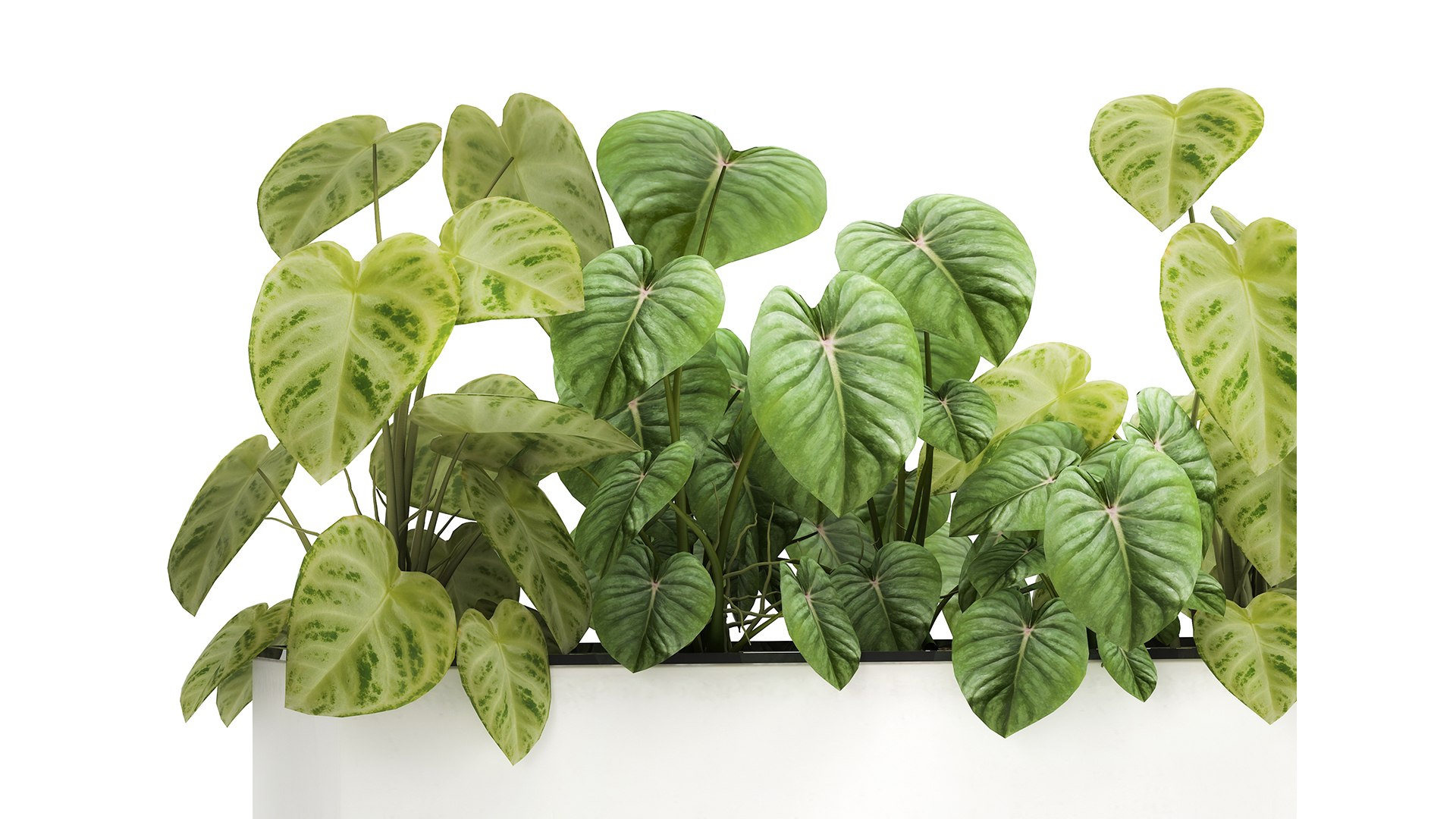 3D plants interior pots model https://p.turbosquid.com/ts-thumb/0W/zwT65R/BS/1philodendron2503202102/jpg/1616764314/1920x1080/fit_q87/423bee1e07a12268233e8901310e3cecf66a99df/1philodendron2503202102.jpg