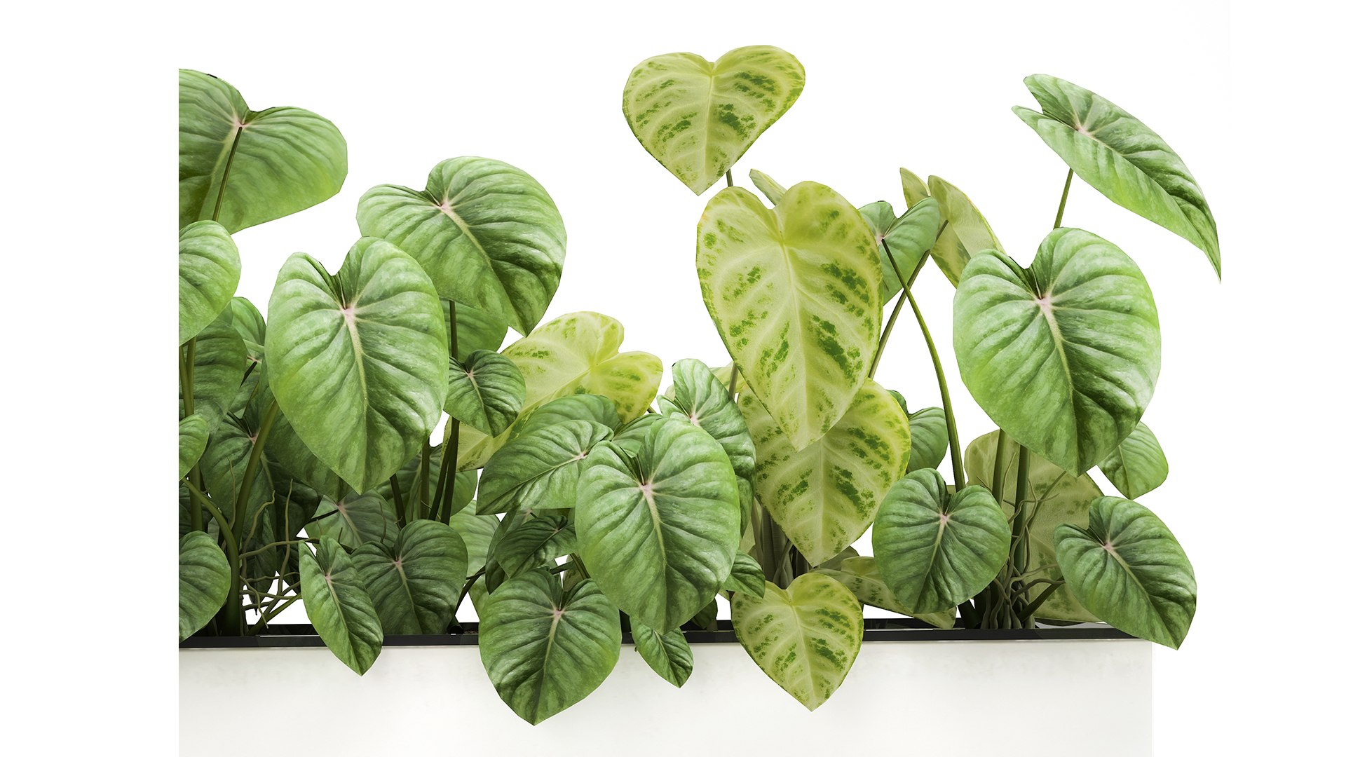 3D plants interior pots model https://p.turbosquid.com/ts-thumb/0W/zwT65R/Y3/1philodendron2503202103/jpg/1616764313/1920x1080/fit_q87/96515d92c6c4786f5531c02182b0b8b56e81319e/1philodendron2503202103.jpg