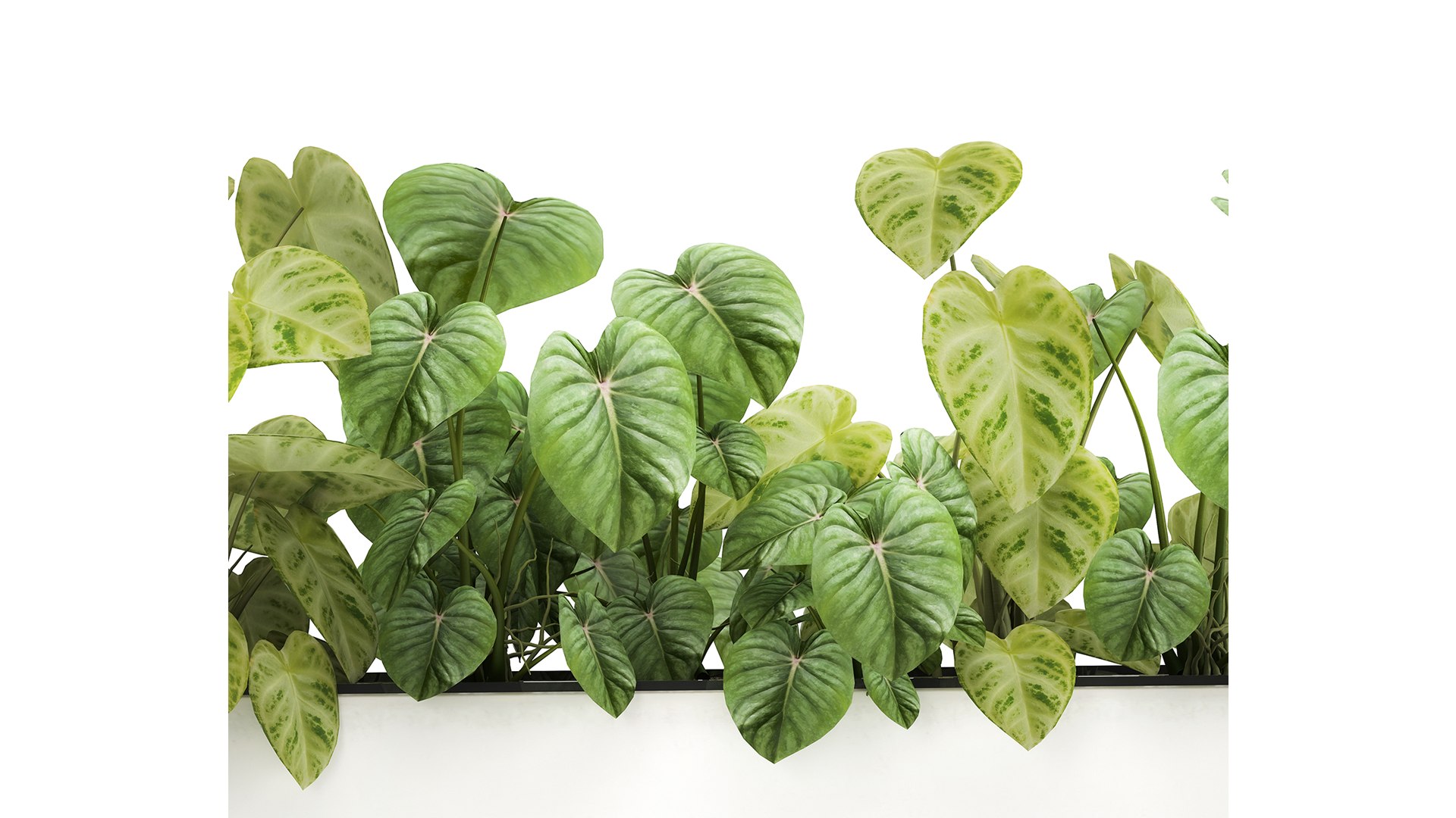 3D plants interior pots model https://p.turbosquid.com/ts-thumb/0W/zwT65R/jA/1philodendron2503202104/jpg/1616764311/1920x1080/fit_q87/1349f7bddc4607e5360b1bf16680489f5864b113/1philodendron2503202104.jpg