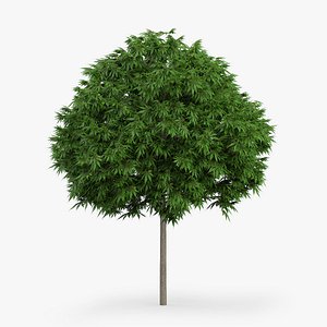 Japanese Maple Tree 4.4m