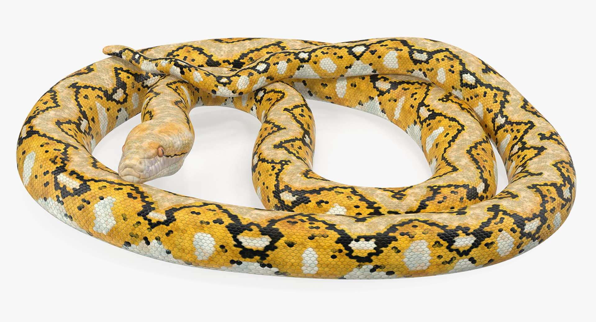 3D Yellow Python Snake Rigged Model - TurboSquid 1436339