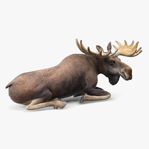 3D Lying Moose No Fur model