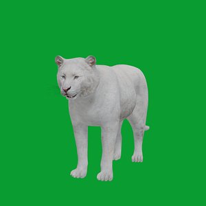 3D Snow White Tiger model