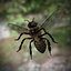 Honeybee (RIGGED AND ANIMATED)