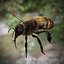 Honeybee (RIGGED AND ANIMATED)