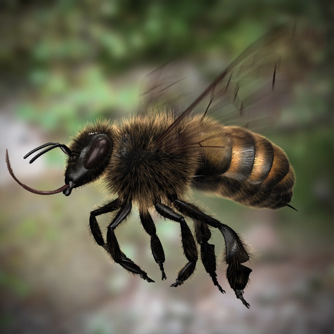 3d model of honey bee rigged animating https://p.turbosquid.com/ts-thumb/0X/OJpYrl/eoP8Er7f/showing_02/jpg/1392233609/1920x1080/fit_q87/3225526ea6d823d246fe44babceac7a0593a6b4f/showing_02.jpg
