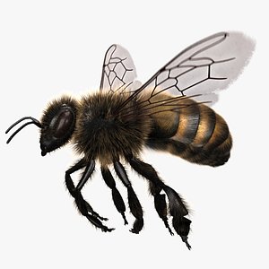 3d model of honey bee rigged animating