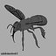Honeybee (RIGGED AND ANIMATED)