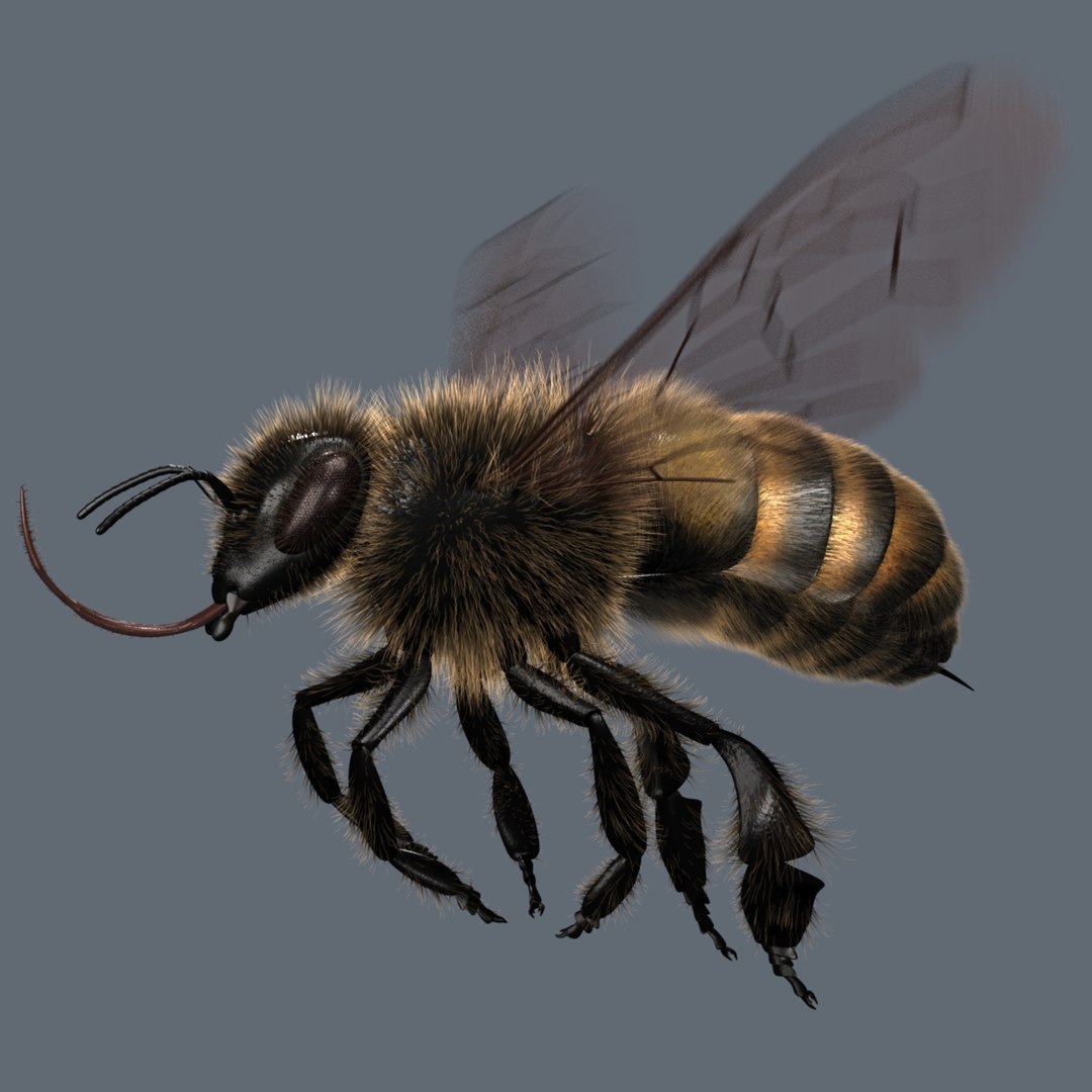 3d model of honey bee rigged animating https://p.turbosquid.com/ts-thumb/0X/OJpYrl/wfy7SvhJ/showing_01/jpg/1392233609/1920x1080/fit_q87/1e1f37ba8a28f108efb52bdc7b026b729137be3c/showing_01.jpg