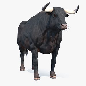 Bull PBR(1)