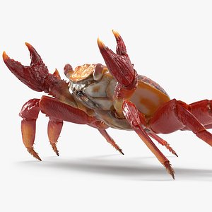red rock crab rigged 3D model