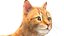 Yellow Cat Fur Rigged 3D model