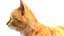 Yellow Cat Fur Rigged 3D model