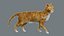 Yellow Cat Fur Rigged 3D model