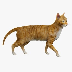 Yellow Cat Fur Rigged 3D