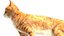 Yellow Cat Fur Rigged 3D model