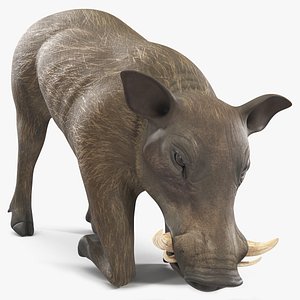 African Wild Boar Kneeling Pose model
