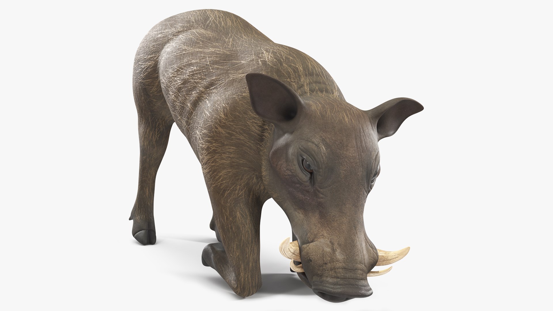 African Wild Boar Kneeling Pose 3D model preview