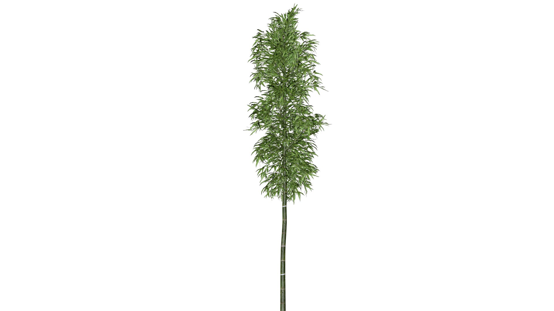 Bamboo Plant - 02 - Model - TurboSquid 2372498