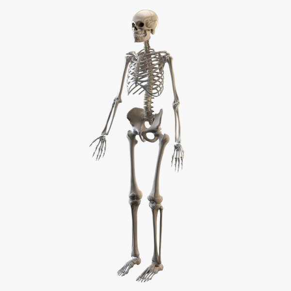Osseous System 3DModell TurboSquid 1484853