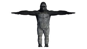 Gorilla - Game Ready - Rigged  Blenshapes 3D model