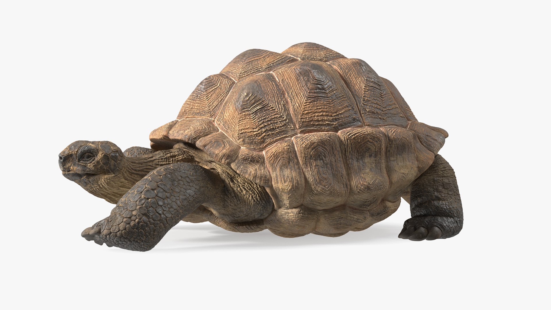 Aldabrachelys Gigantea Rigged for Cinema 4D 3D model preview