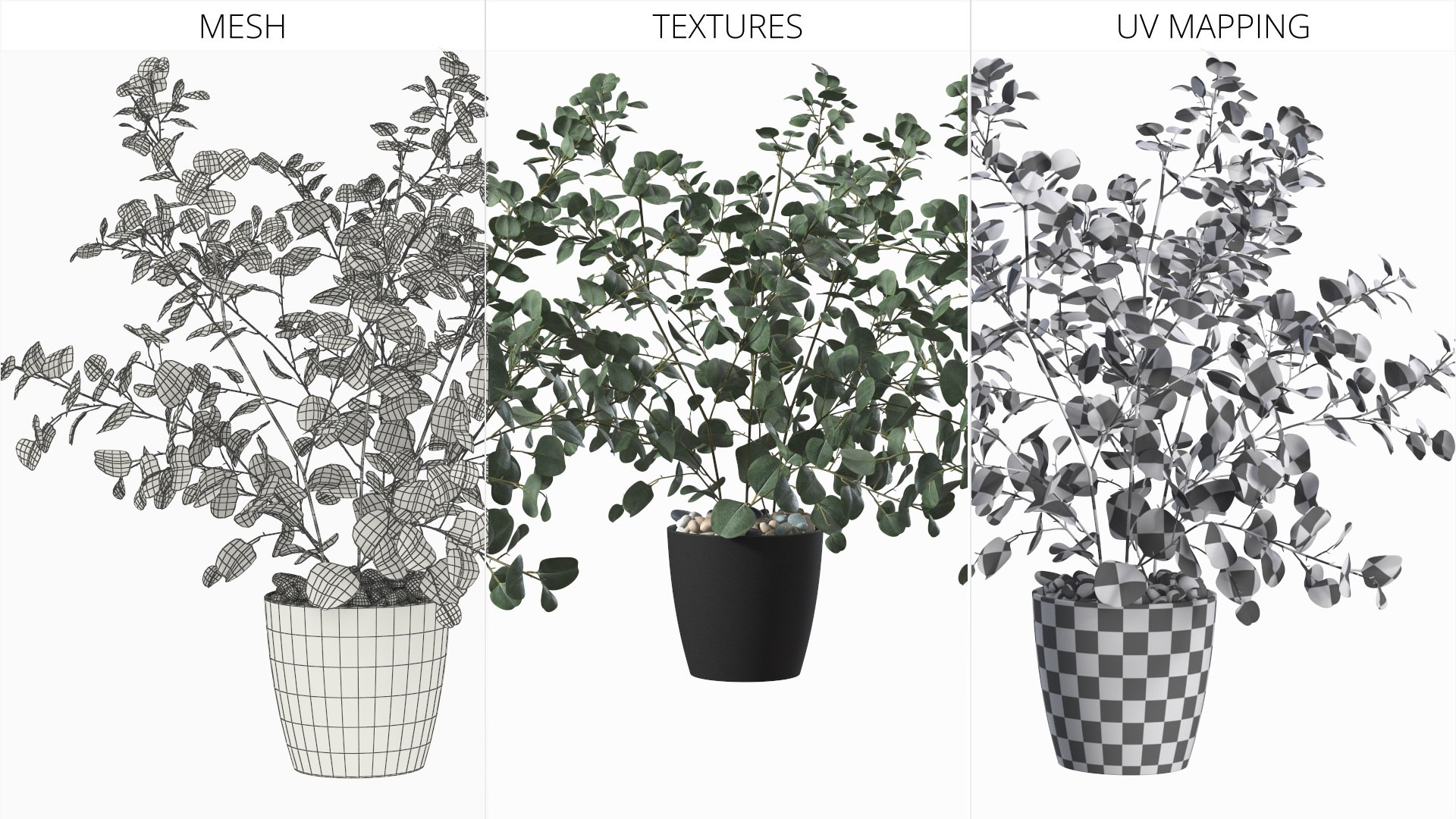 Eucalyptus Gunnii in Pot with Soil 3D model https://p.turbosquid.com/ts-thumb/0Y/1rJxiq/5R/eucalyptus_gunnii_in_pot_with_soil_009/jpg/1769063062/1920x1080/fit_q87/4761d7c9225dc1085835d3b2a25f96adfb6c0b48/eucalyptus_gunnii_in_pot_with_soil_009.jpg
