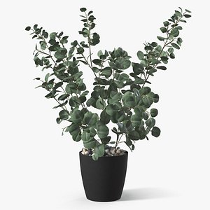 Eucalyptus Gunnii in Pot with Soil