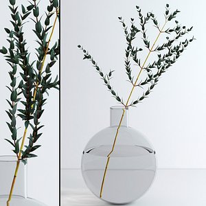 Eucalyptus Parvifolia
