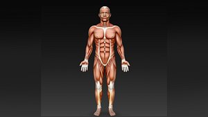3D Human Male Muscular System Anatomy 3D Model