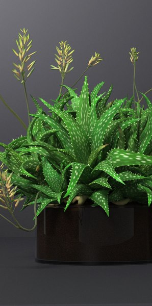 3D model succulent plant decoration - TurboSquid 1225736