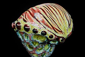 Alien Fungi Fruit Item Spooky PBR High Quality Plant Props