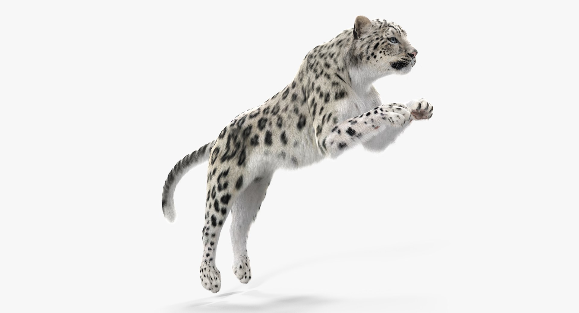 Panthera Uncia Jumping Pose with Fur 3D Model 3D model preview