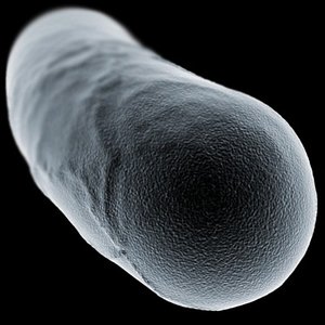 Bacillus Bacteria Cell 1