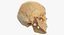 Real Human Woman Skull Cranial 01 With Teeth
