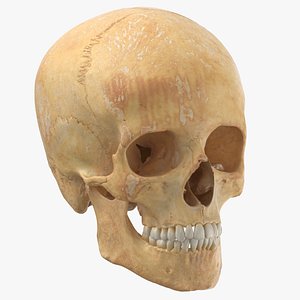 real human woman skull 3D
