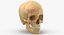 Real Human Woman Skull Cranial 01 With Teeth