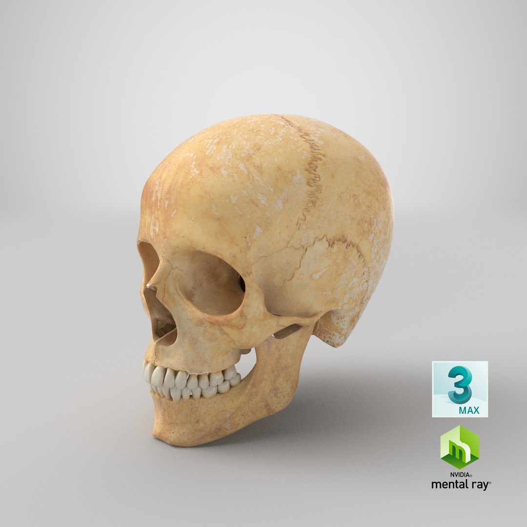 real human woman skull 3D https://p.turbosquid.com/ts-thumb/0Y/eri3aV/Is/stemcell_max_mental_ray_render/png/1622620684/1920x1080/fit_q87/3e5f549ad7f09084063dfa73bb86f13ac66afdbd/stemcell_max_mental_ray_render.jpg