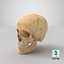 Real Human Woman Skull Cranial 01 With Teeth