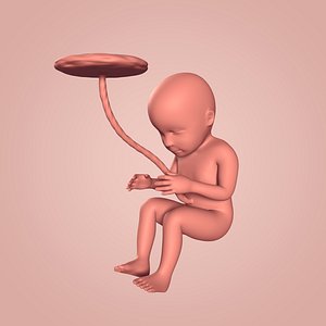 fetus 3D model