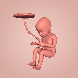 Human Fetus
