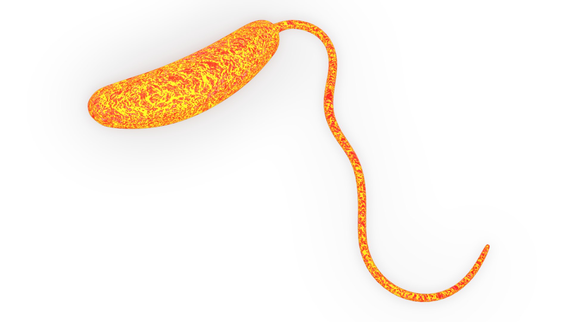 proteus vulgaris 3d obj https://p.turbosquid.com/ts-thumb/0Y/sCsyq6/n5ROqsVU/bacillusvulgaris_02/png/1423990126/1920x1080/fit_q87/bb70426187817c05a70df9304a48c0a153ed3a8e/bacillusvulgaris_02.jpg