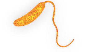 Bacillus vulgaris