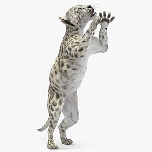 Snow Leopard Cub Clawing Motion Animated Rigged