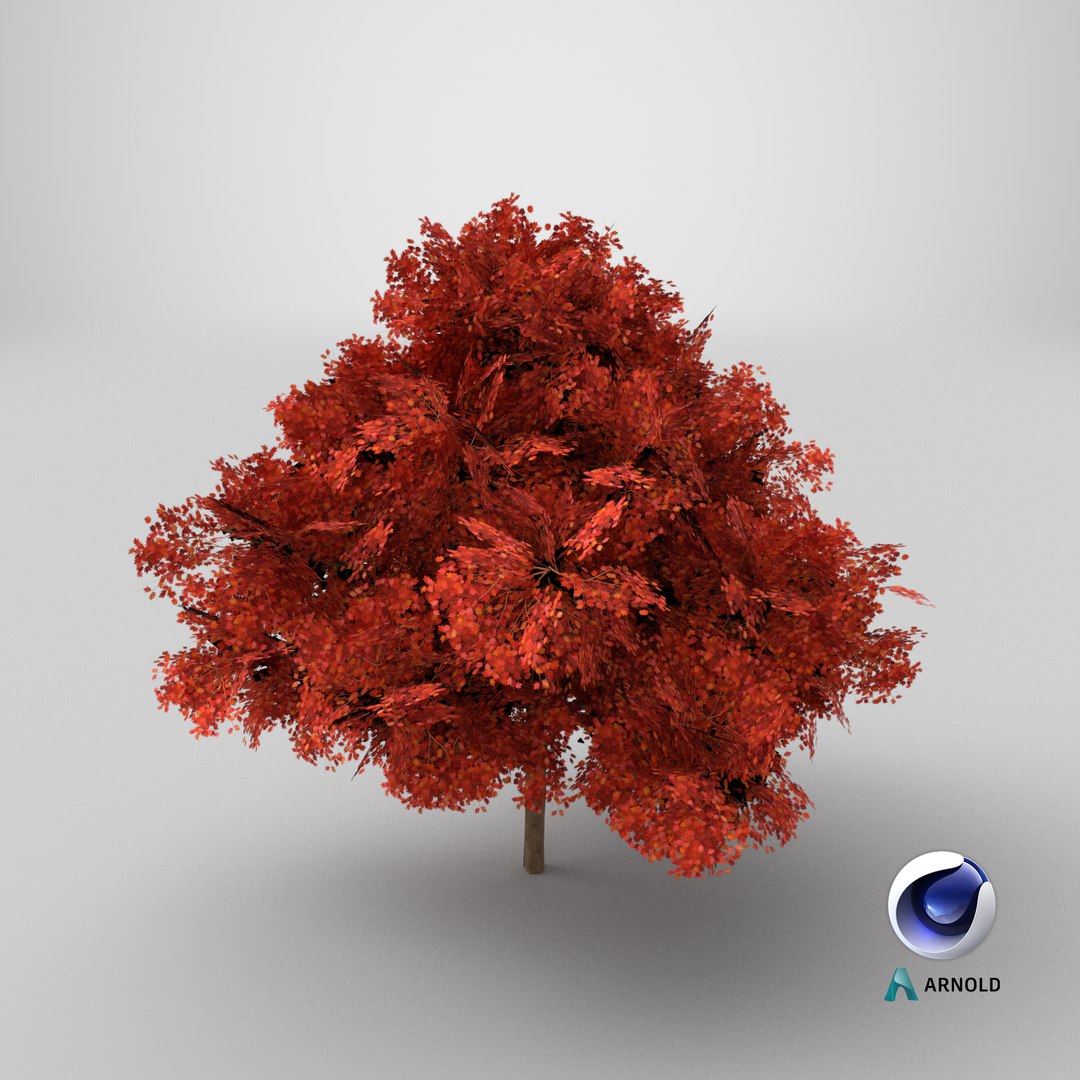 3D model Lowpoly Red Oak Forest Tree https://p.turbosquid.com/ts-thumb/0Y/x9BpDE/M3/stemcell_cinema_4d_arnold_render/png/1766077910/1920x1080/fit_q87/e47a16c82ffcfa43a497a7f58d592bc0b6d711d6/stemcell_cinema_4d_arnold_render.jpg