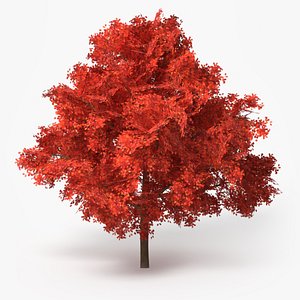 3D model Lowpoly Red Oak Forest Tree