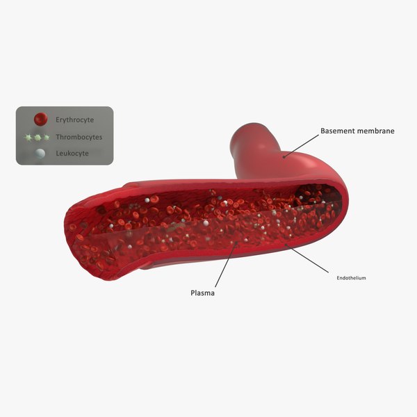 blood flow static 3D model